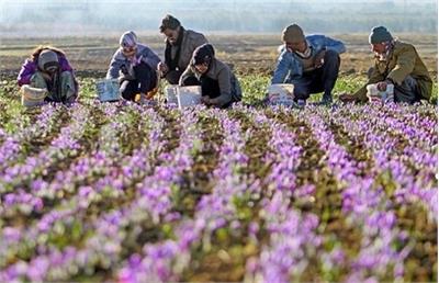 بازار زعفران ایران به طالبان رسید