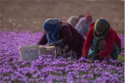 کاهش صادرات زعفران/ قاچاق زعفران ایران به نام دیگر کشورها