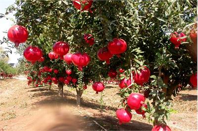 ایران رتبه سوم تولید انار در جهان/ صادرات ۱۷ هزار دلاری در سال گذشته